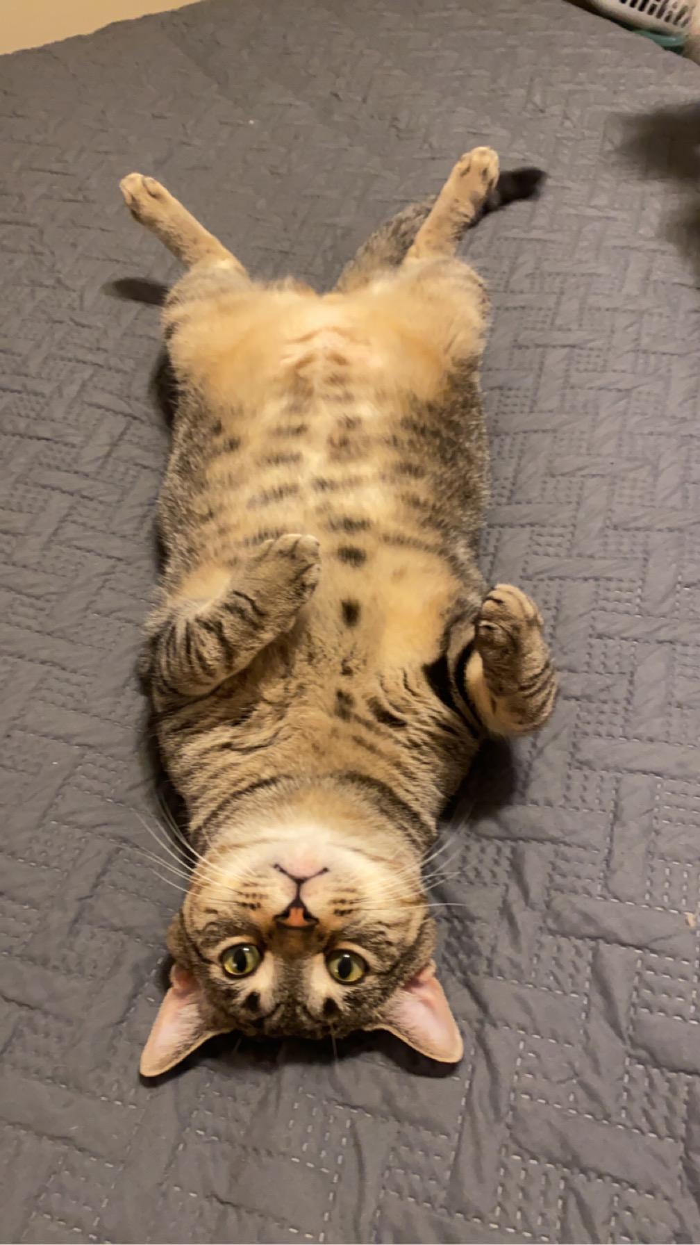 Enlarge Mutt, a Adoptable Domestic Short Hair in Milwaukee, WI image 3/6