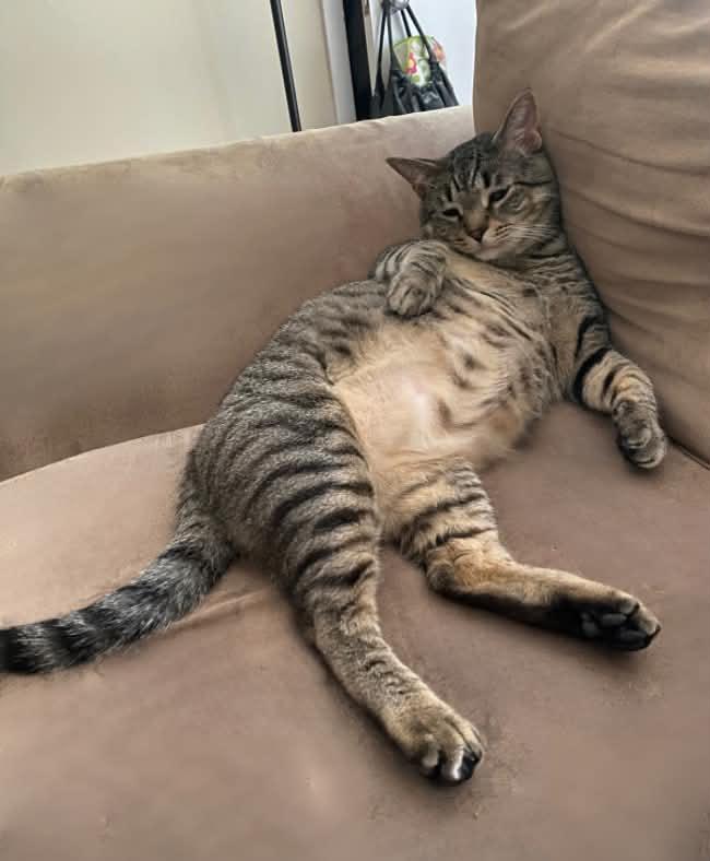 Enlarge Mutt, a Adoptable Domestic Short Hair in Milwaukee, WI image 4/6