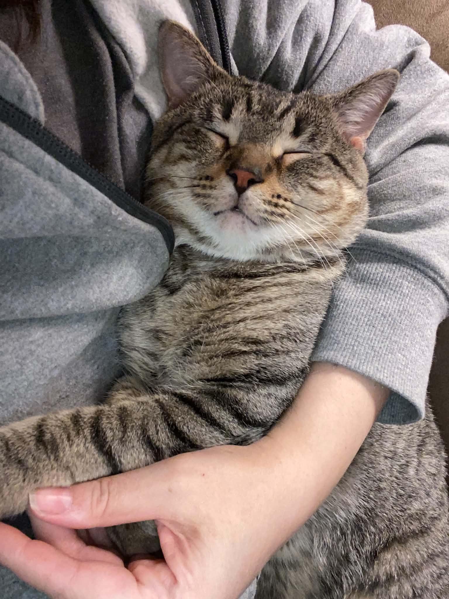 Enlarge Mutt, a Adoptable Domestic Short Hair in Milwaukee, WI image 2/6