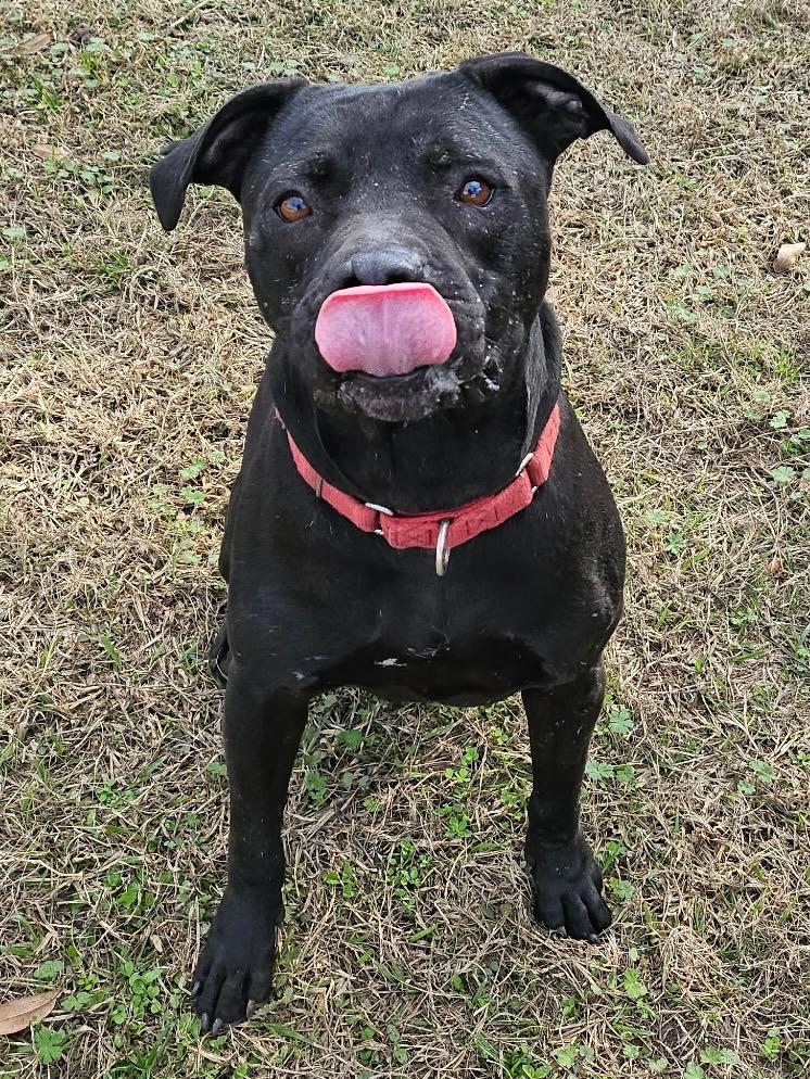 Enlarge Wile E. Coyote, a Adoptable Mixed Breed in Ocala, FL image 4/6