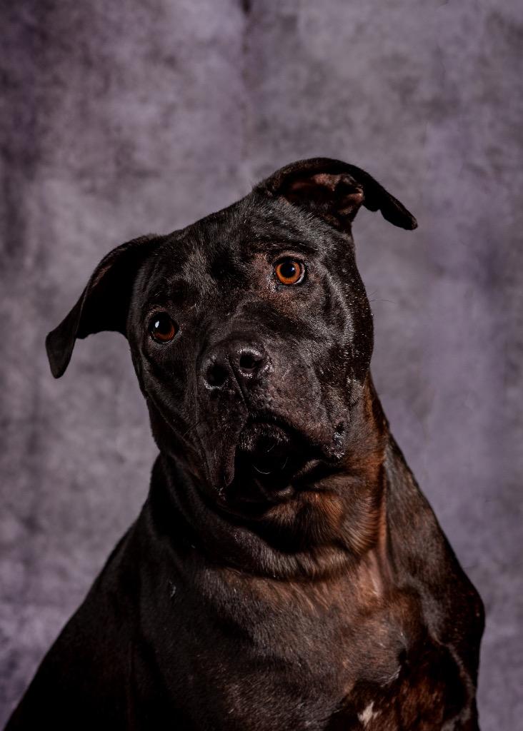 Wile E. Coyote, a Adoptable Mixed Breed in Ocala, FL image 3/4