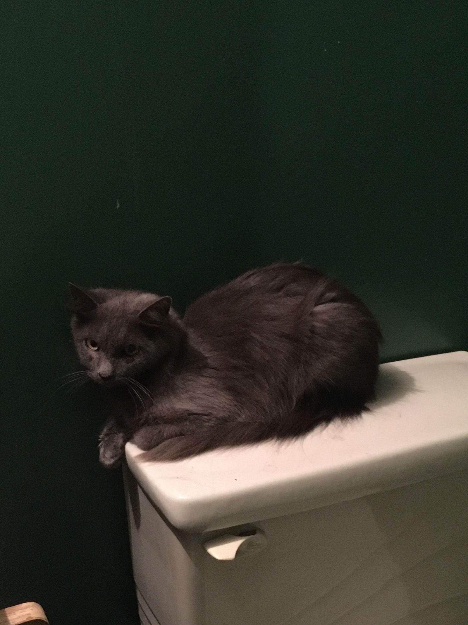 Enlarge Sheba, a Adoptable Domestic Long Hair in Macedonia, OH image 1/3