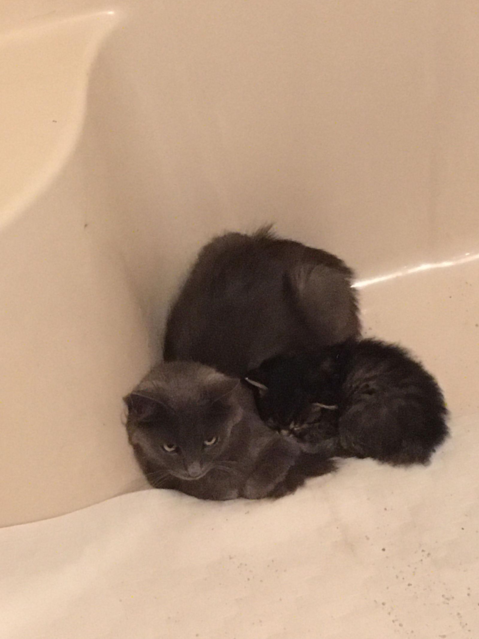 Enlarge Sheba, a Adoptable Domestic Long Hair in Macedonia, OH image 2/3