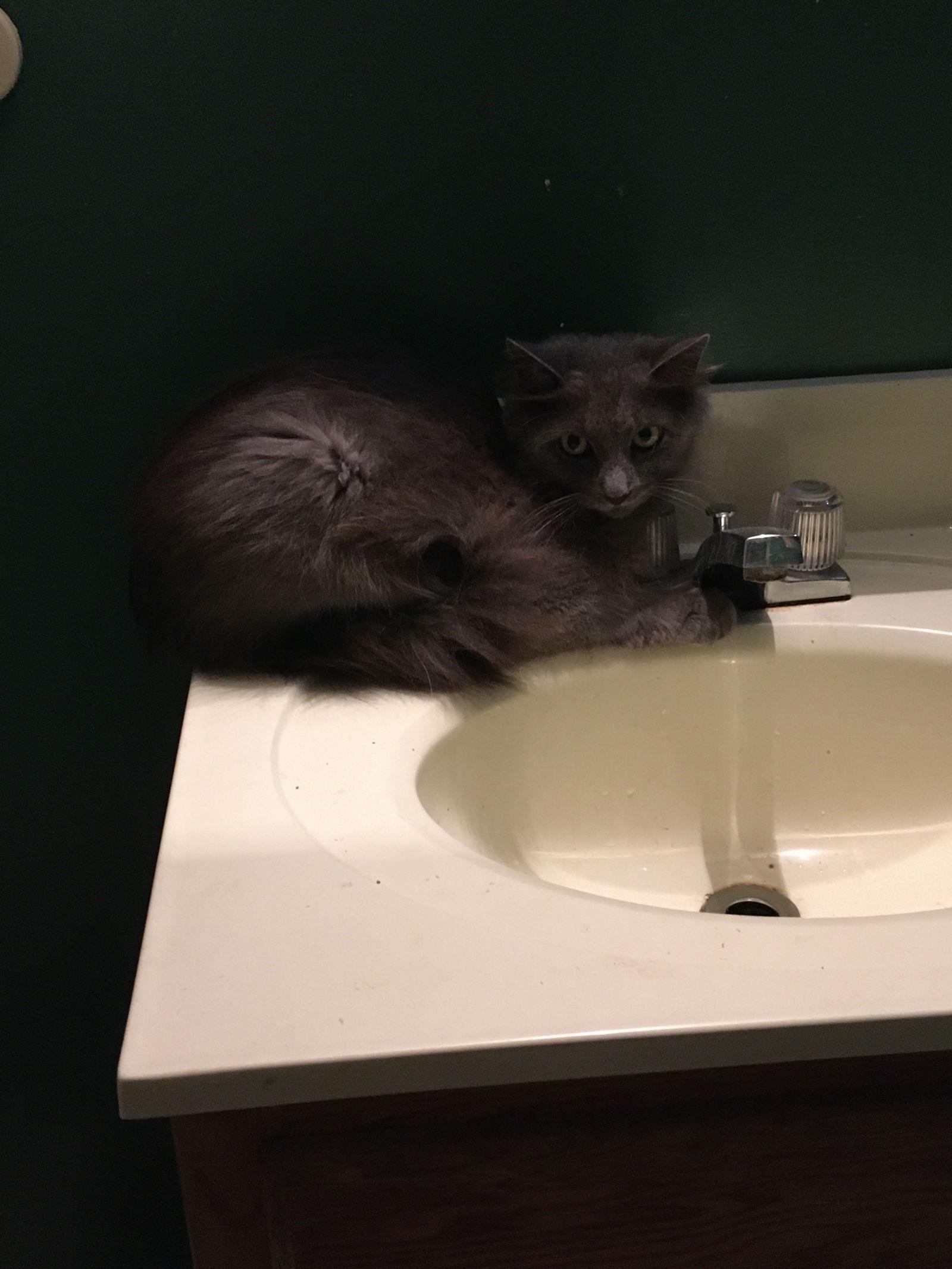 Enlarge Sheba, a Adoptable Domestic Long Hair in Macedonia, OH image 3/3