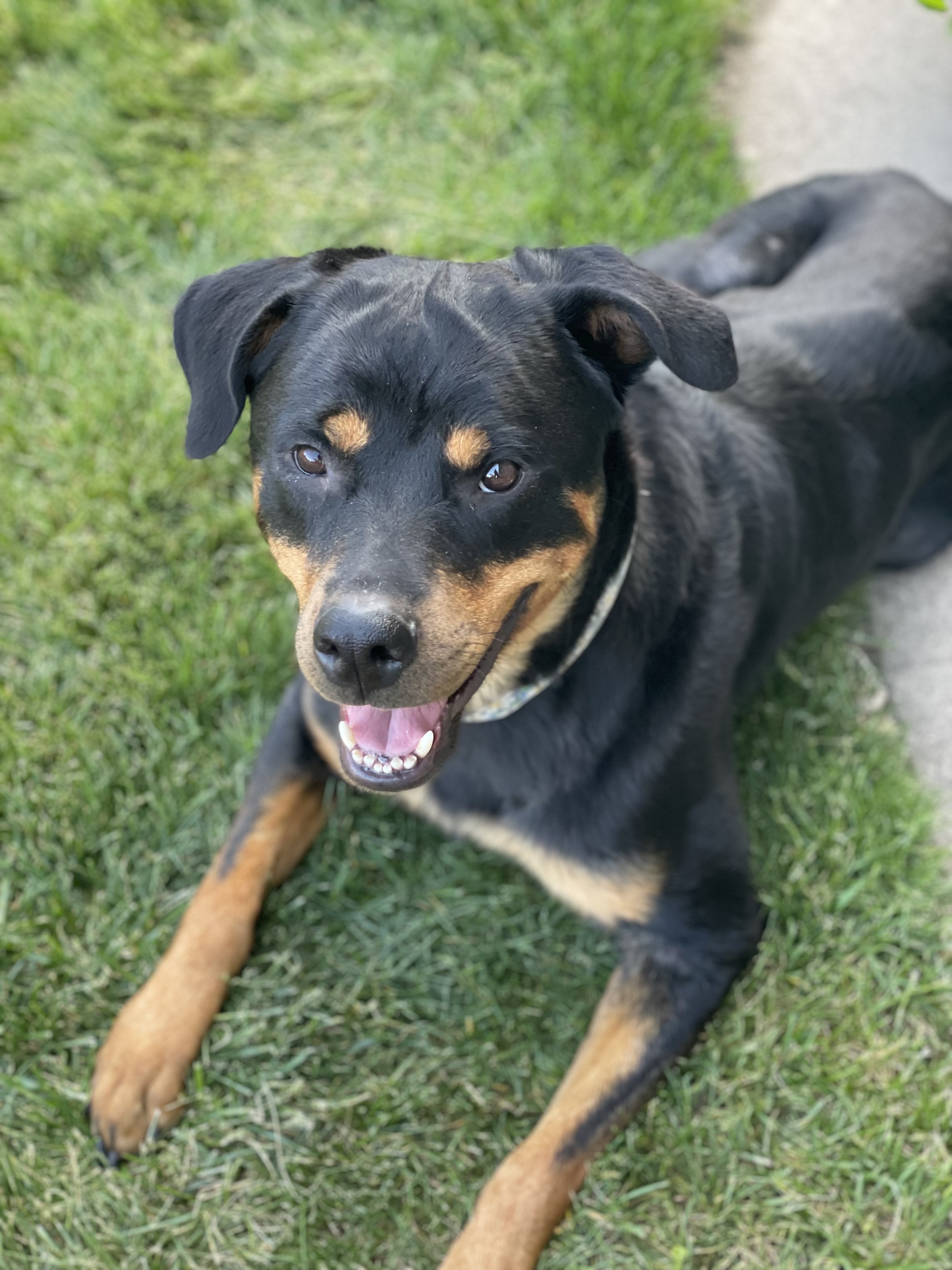 Enlarge Ella, a Adopted Rottweiler in Westminster, CO image 1/3