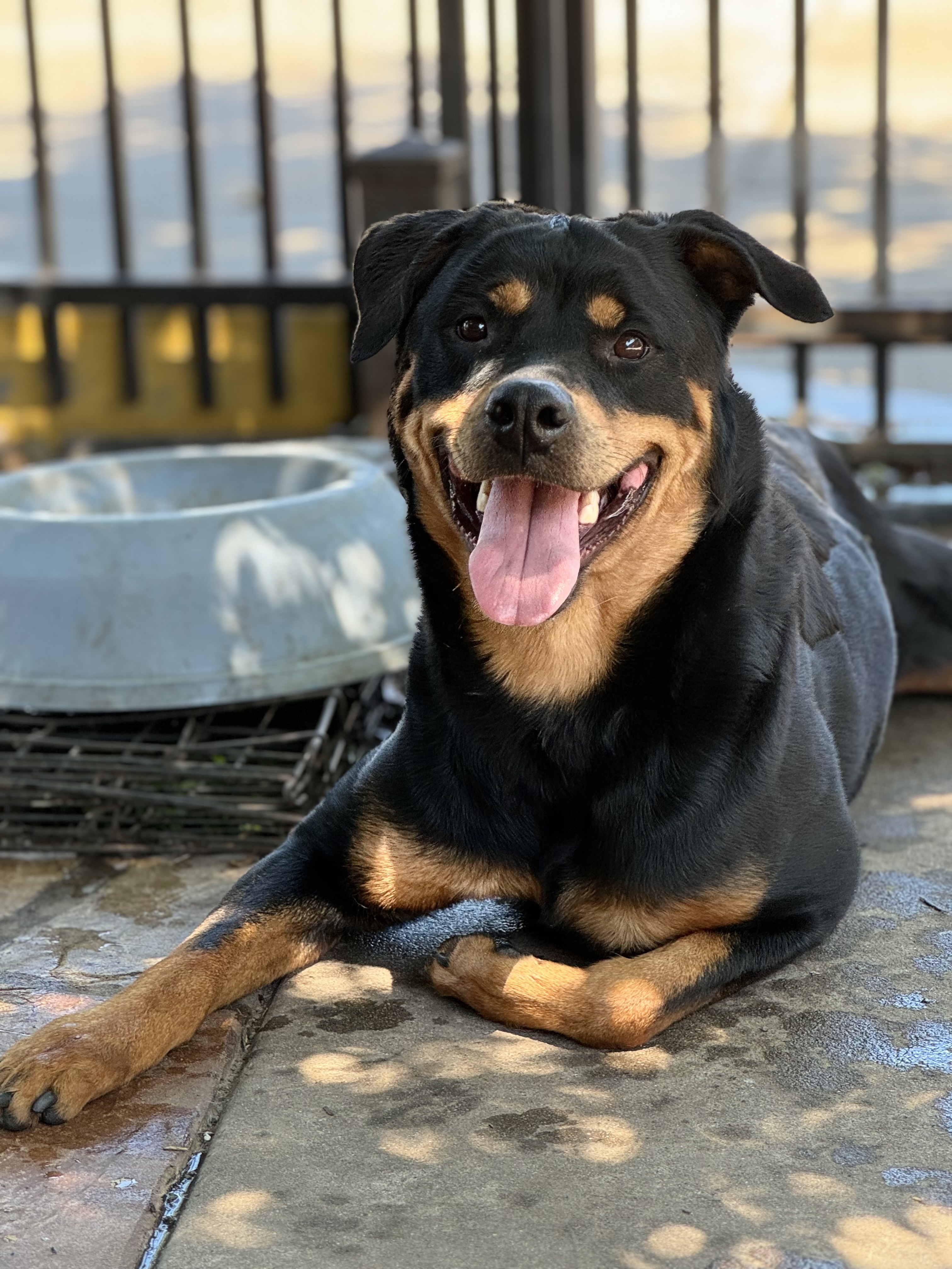 Enlarge Ella, a Adopted Rottweiler in Westminster, CO image 2/3