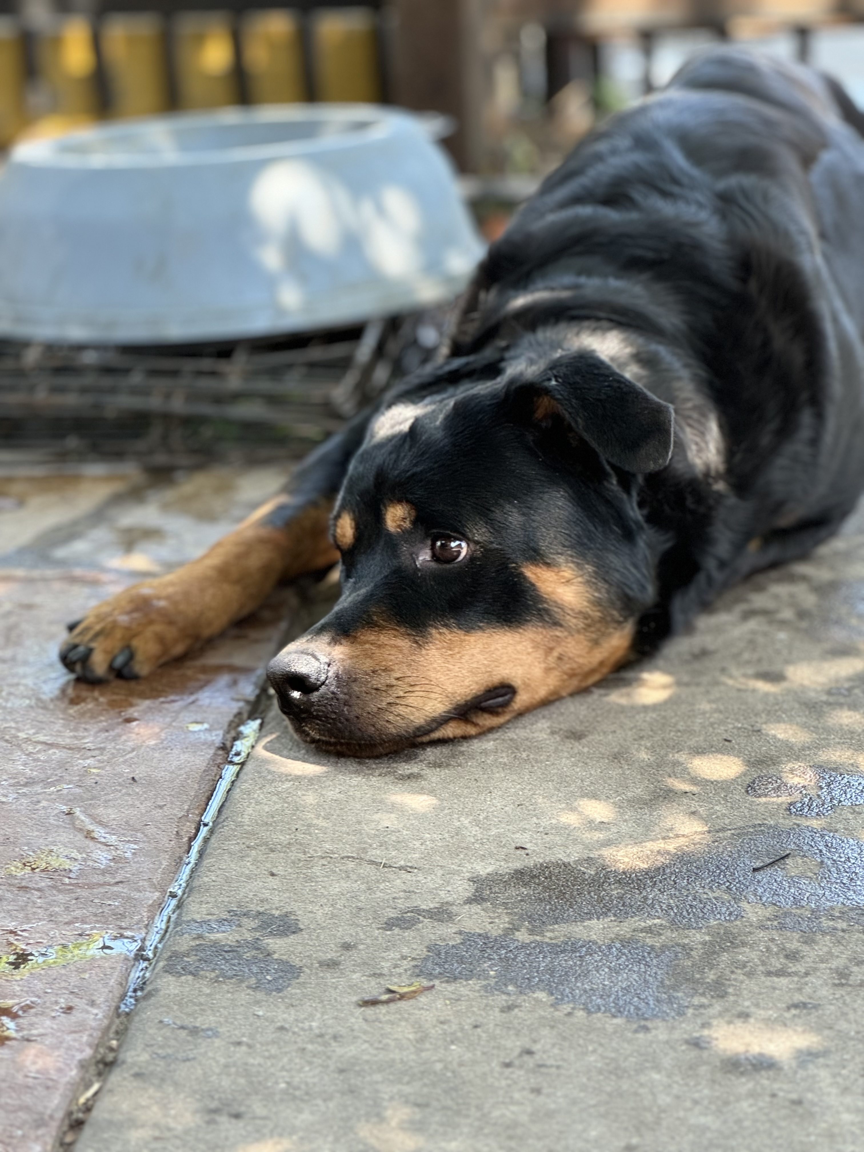Enlarge Ella, a Adopted Rottweiler in Westminster, CO image 3/3