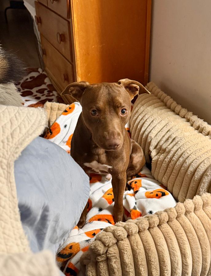 Kayu, Adopted, Adult Male Mixed Breed.