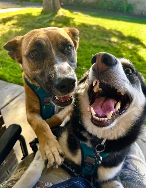 Enlarge Riesling, a Adoptable mixed breed in tracy, CA image 4/4