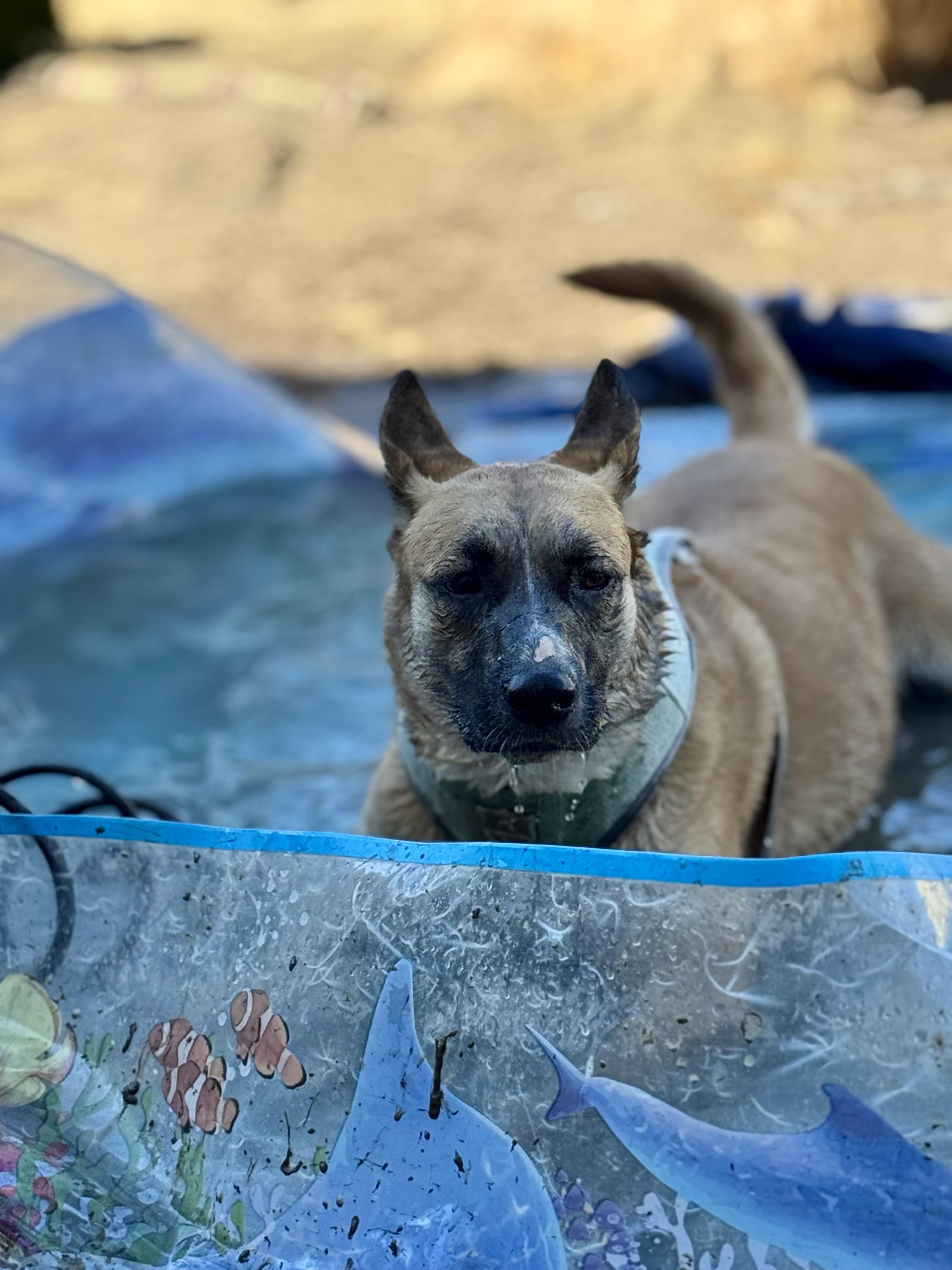 Enlarge Riesling, a Adoptable mixed breed in tracy, CA image 1/3