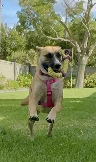 Riesling, Adoptable, Young Female German Shepherd Dog & Belgian Shepherd / Malinois.