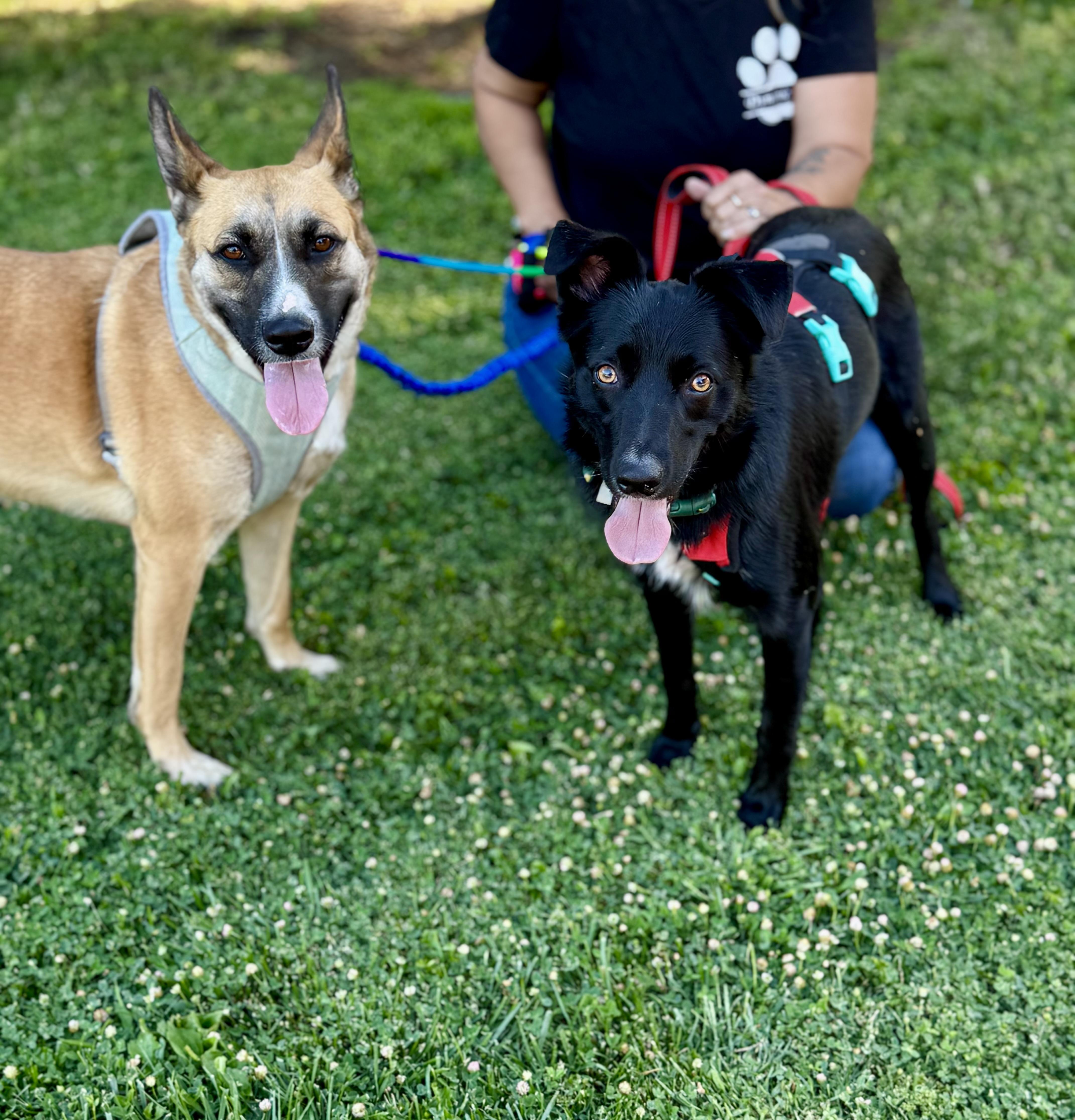 Enlarge Riesling, a Adoptable mixed breed in tracy, CA image 3/3