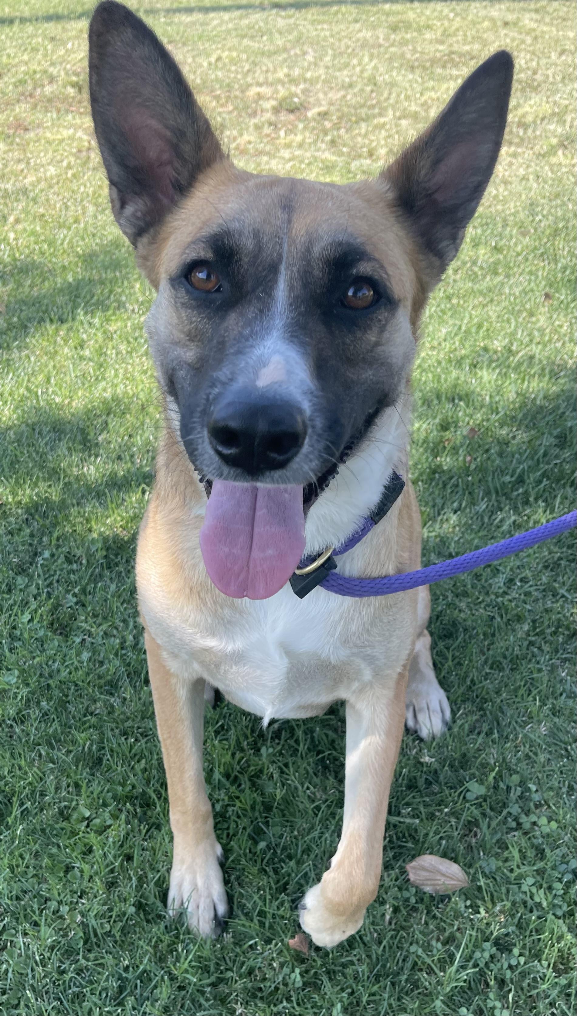 Enlarge Riesling, a Adoptable mixed breed in tracy, CA image 3/4