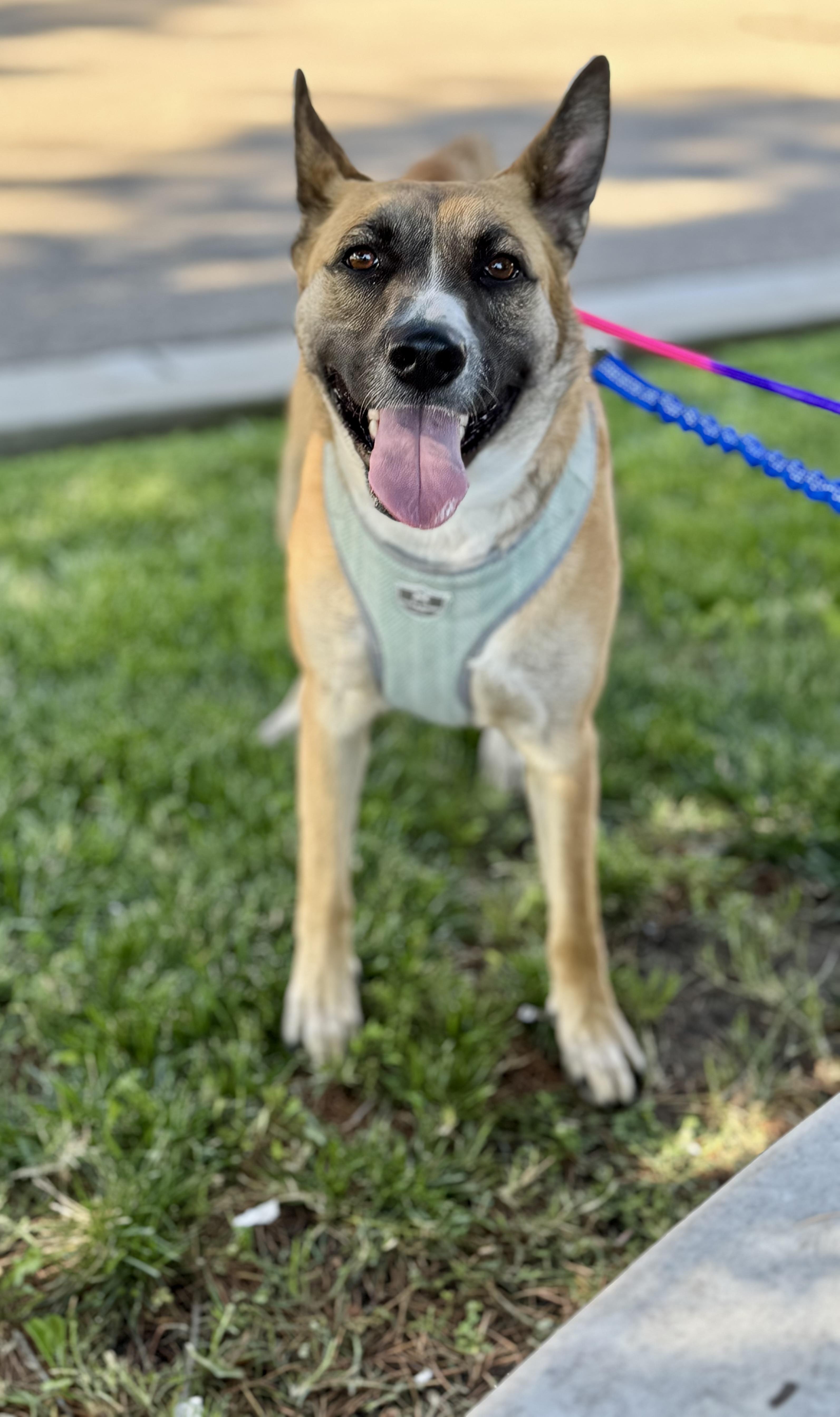 Enlarge Riesling, a Adoptable mixed breed in tracy, CA image 2/3