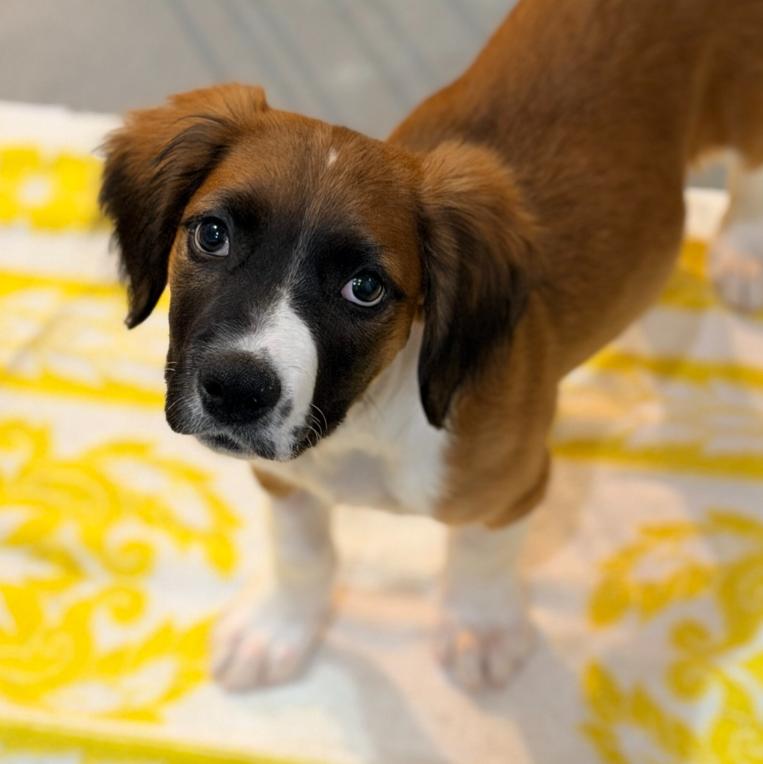 Enlarge Tad, a Adoptable mixed breed in Mead, CO image 1/1