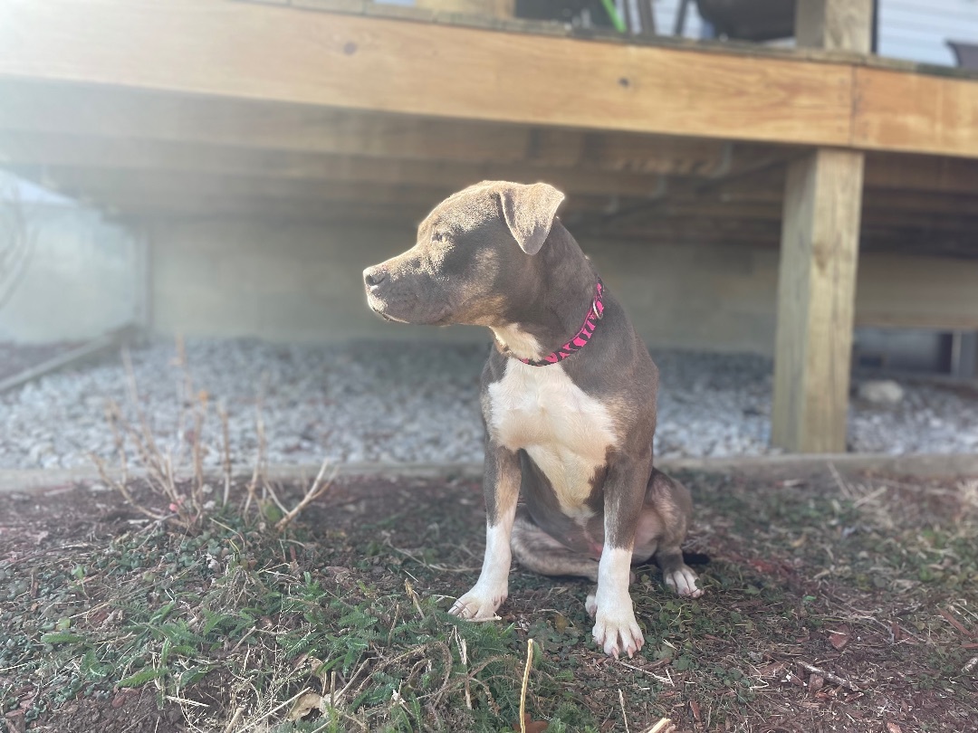 Smoky, a Adopted Pit Bull Terrier in Pawnee City, NE image 1/5