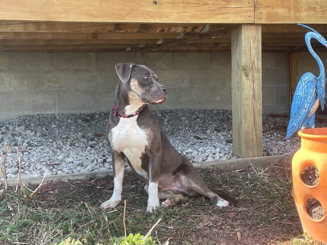Smoky, a Adopted Pit Bull Terrier in Pawnee City, NE image 2/5