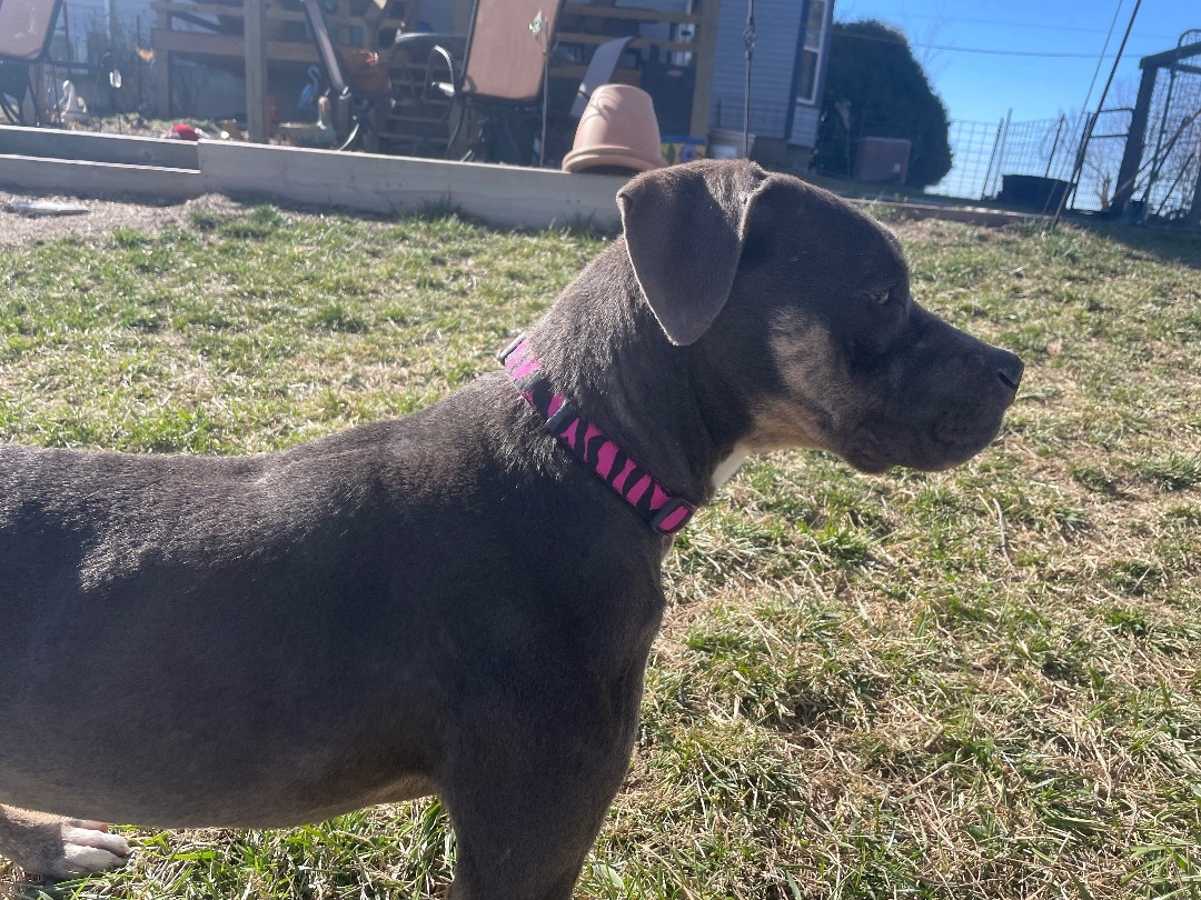 Smoky, a Adopted Pit Bull Terrier in Pawnee City, NE image 3/5