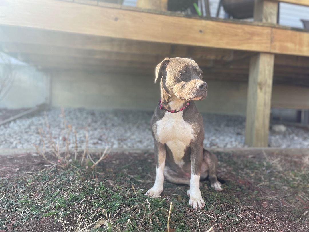 Smoky, a Adopted Pit Bull Terrier in Pawnee City, NE image 4/5