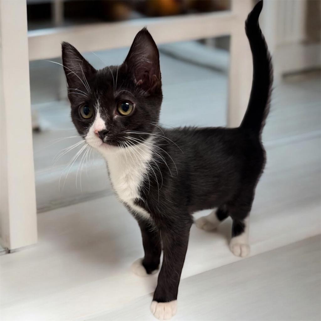 Sonnet, Adoptable, Kitten Female Domestic Short Hair.