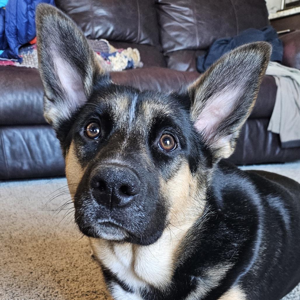 Anikan, Adoptable, Adult Female Shepherd & Australian Cattle Dog / Blue Heeler.