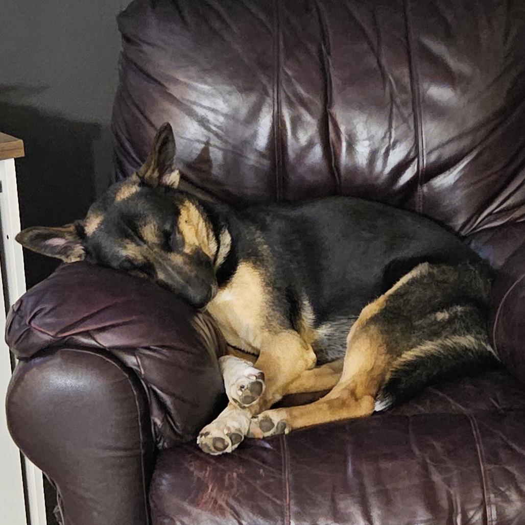 Enlarge Anikan, a Adoptable mixed breed in Cashmere, WA image 2/6