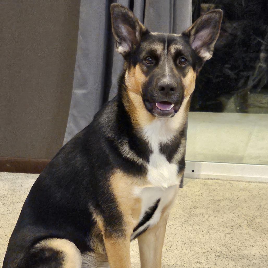 Enlarge Anikan, a Adoptable mixed breed in Cashmere, WA image 4/6