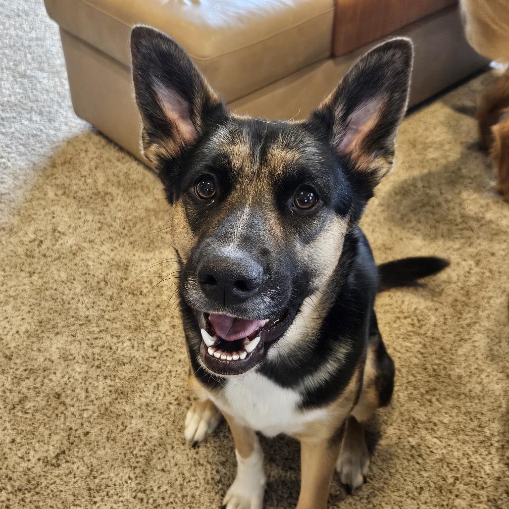 Enlarge Anikan, a Adoptable mixed breed in Cashmere, WA image 5/6