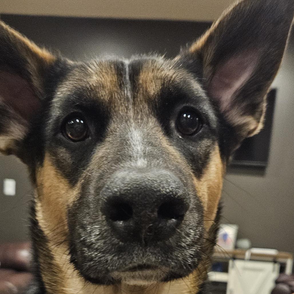 Enlarge Anikan, a Adoptable mixed breed in Cashmere, WA image 6/6