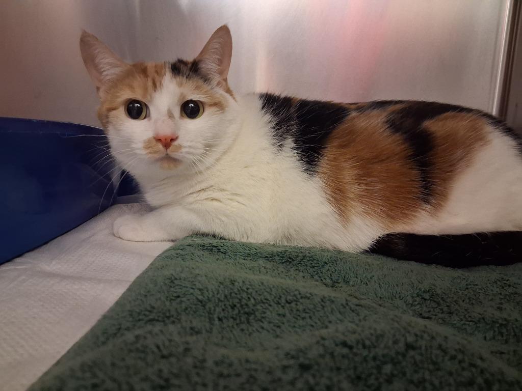 SUNSHINE, Adoptable, Adult Female Domestic Short Hair.