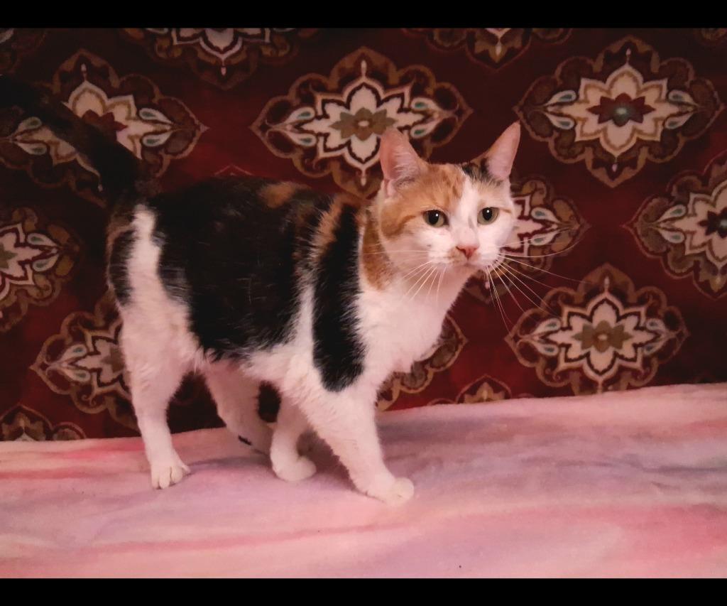 Enlarge SUNSHINE, a Adoptable mixed breed in Wintersville, OH image 2/4