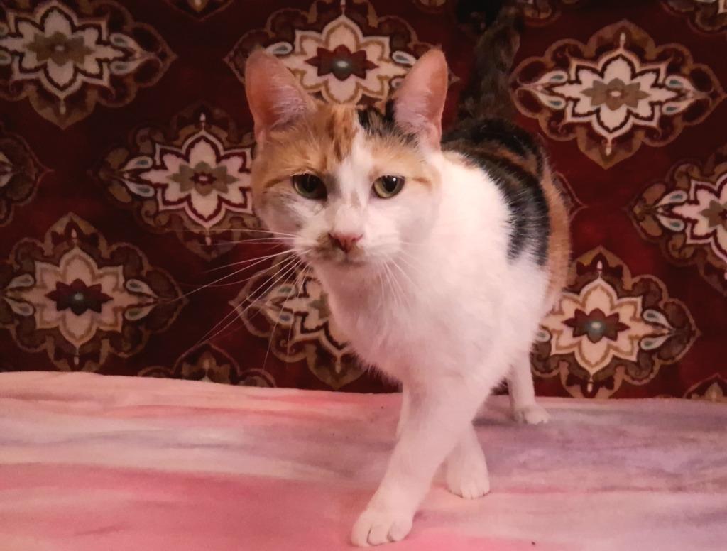 Enlarge SUNSHINE, a Adoptable mixed breed in Wintersville, OH image 3/4