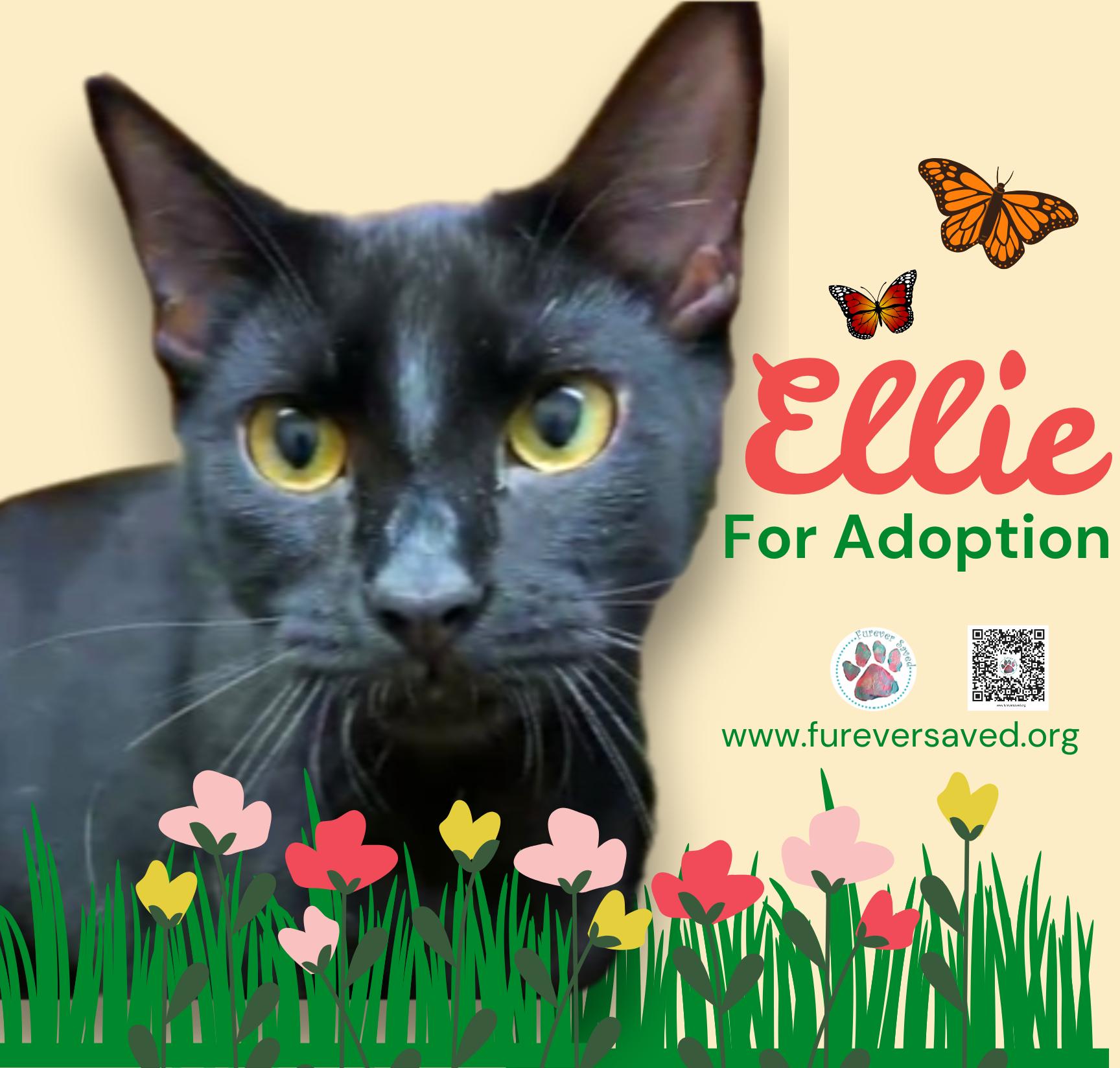 Ellie, ADOPTABLE, Kitten Female Domestic Short Hair.