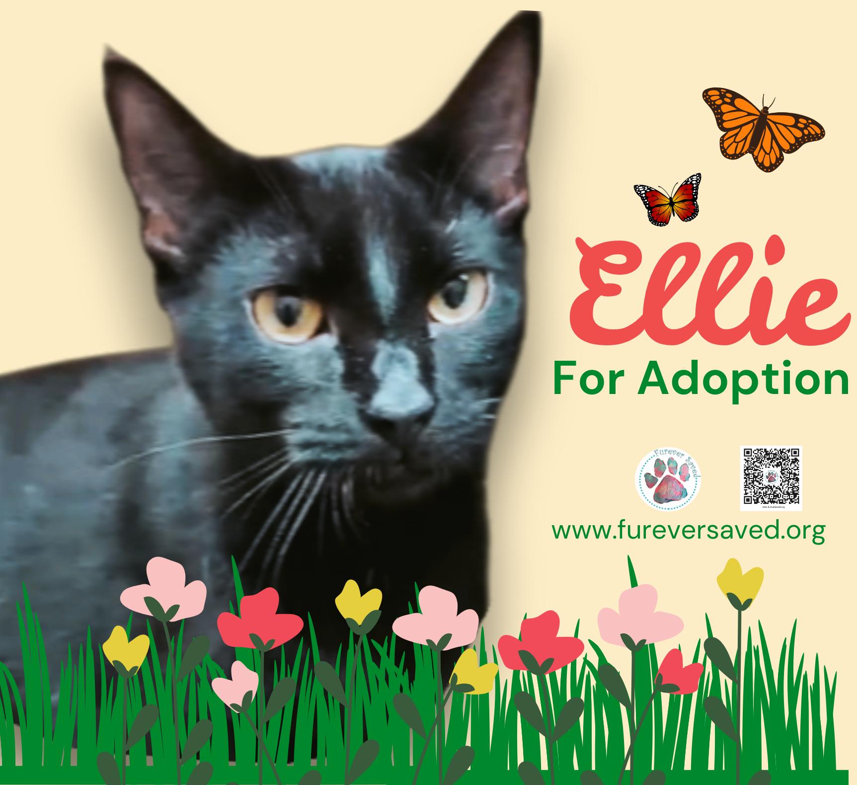 Ellie, a ADOPTABLE Domestic Short Hair in Miami, FL image 4/5