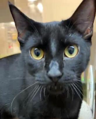 Ellie, a ADOPTABLE Domestic Short Hair in Miami, FL image 5/5