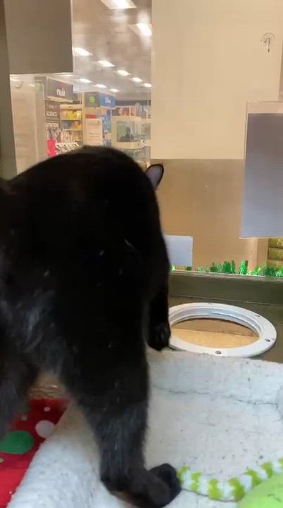 Enlarge Ellie, a ADOPTABLE Domestic Short Hair in Miami, FL video 3/5