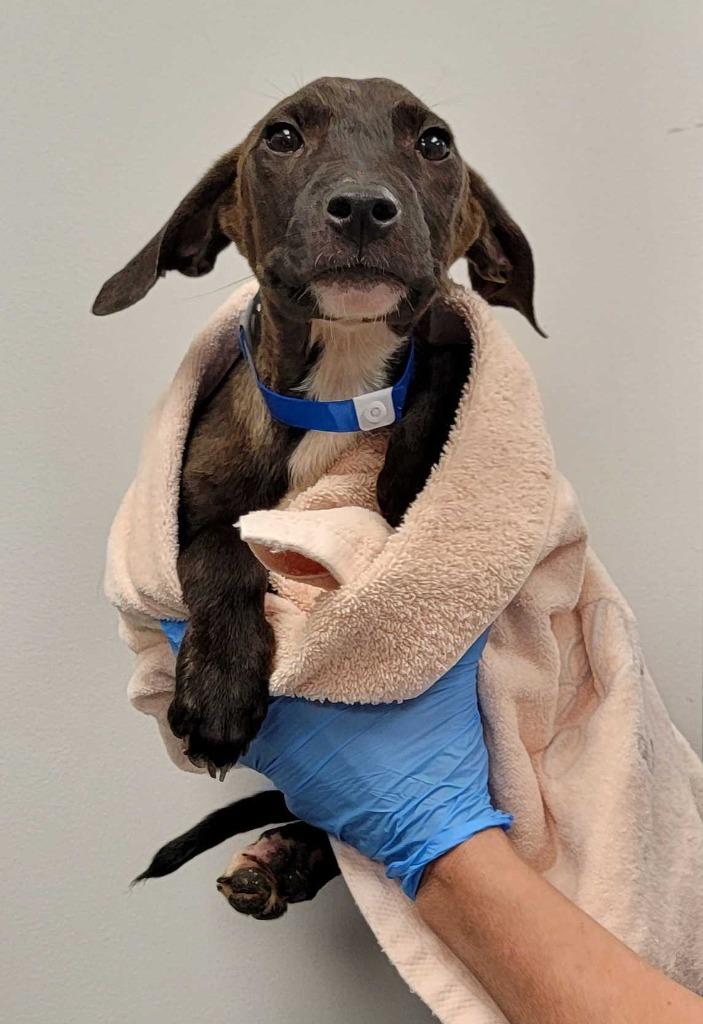 Gravitron, Adoptable, Puppy Male Mixed Breed.