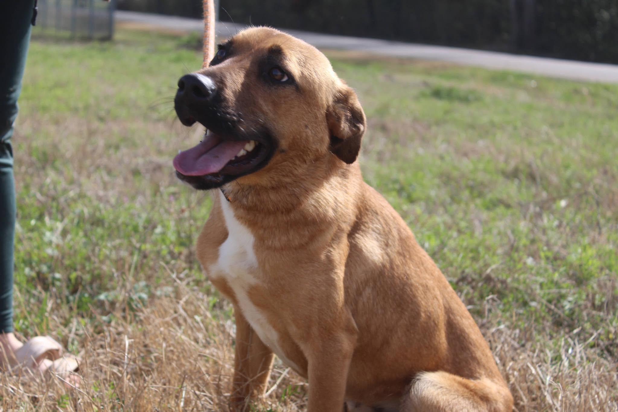 Kobe, Adoptable, Young Male German Shepherd Dog.