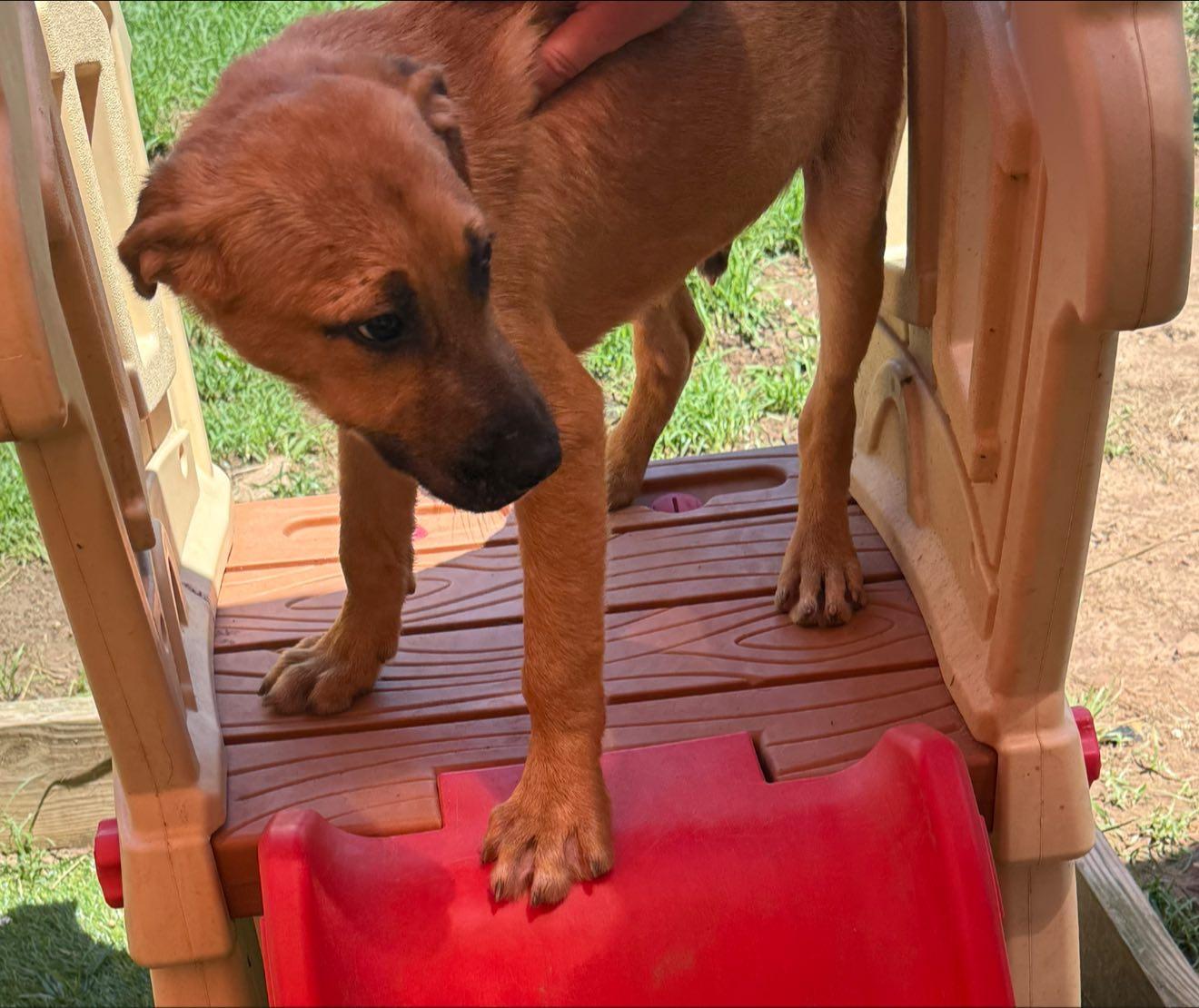 Kobe, Adoptable, Young Male German Shepherd Dog.