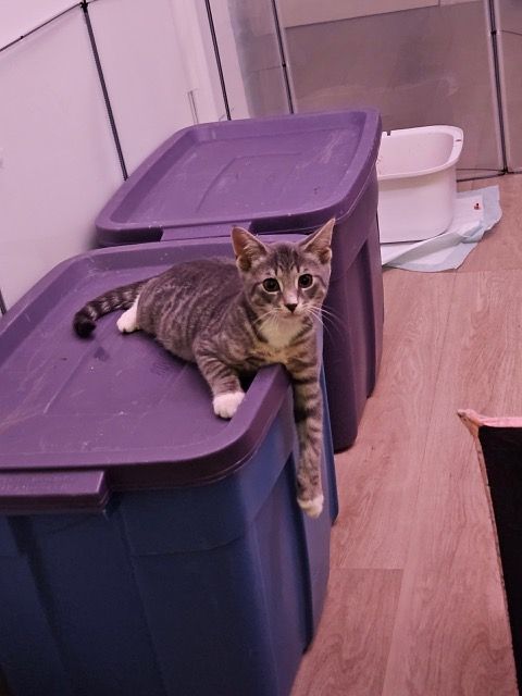 Rex, a Adopted Domestic Short Hair in Florham Park, NJ image 1/8