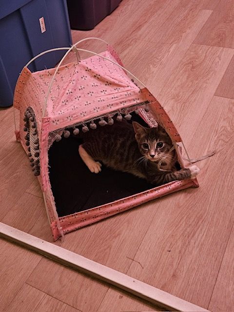 Rex, a Adopted Domestic Short Hair in Florham Park, NJ image 2/8