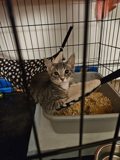 Rex, a Adopted Domestic Short Hair in Florham Park, NJ image 3/8