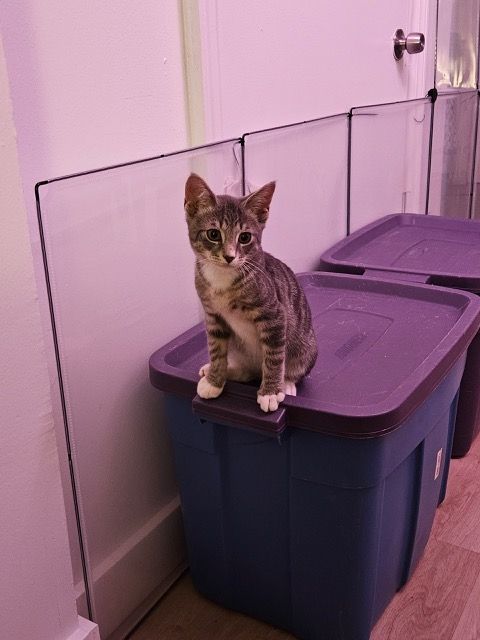 Rex, a Adopted Domestic Short Hair in Florham Park, NJ image 4/8