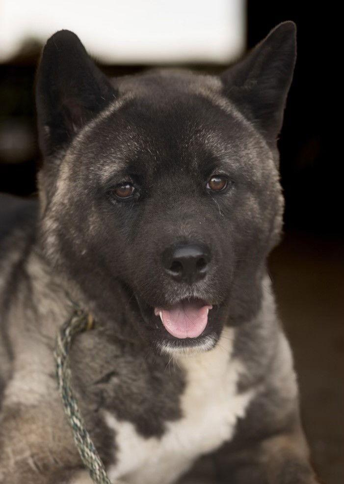 Felicia, Adoptable, Adult Female Akita.