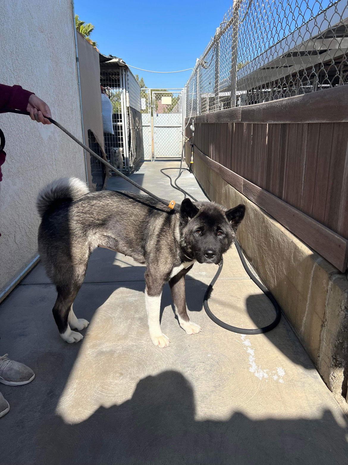 Enlarge Felicia, a Adoptable Akita in Klondike, TX image 2/3