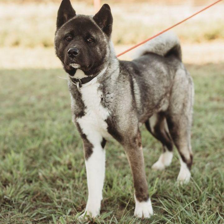 Enlarge Felicia, a Adoptable Akita in Klondike, TX image 3/3