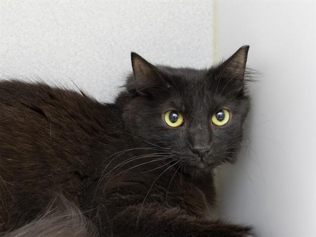 Enlarge VIVI, a Adoptable Domestic Short Hair in Phoenix, AZ image 1/1