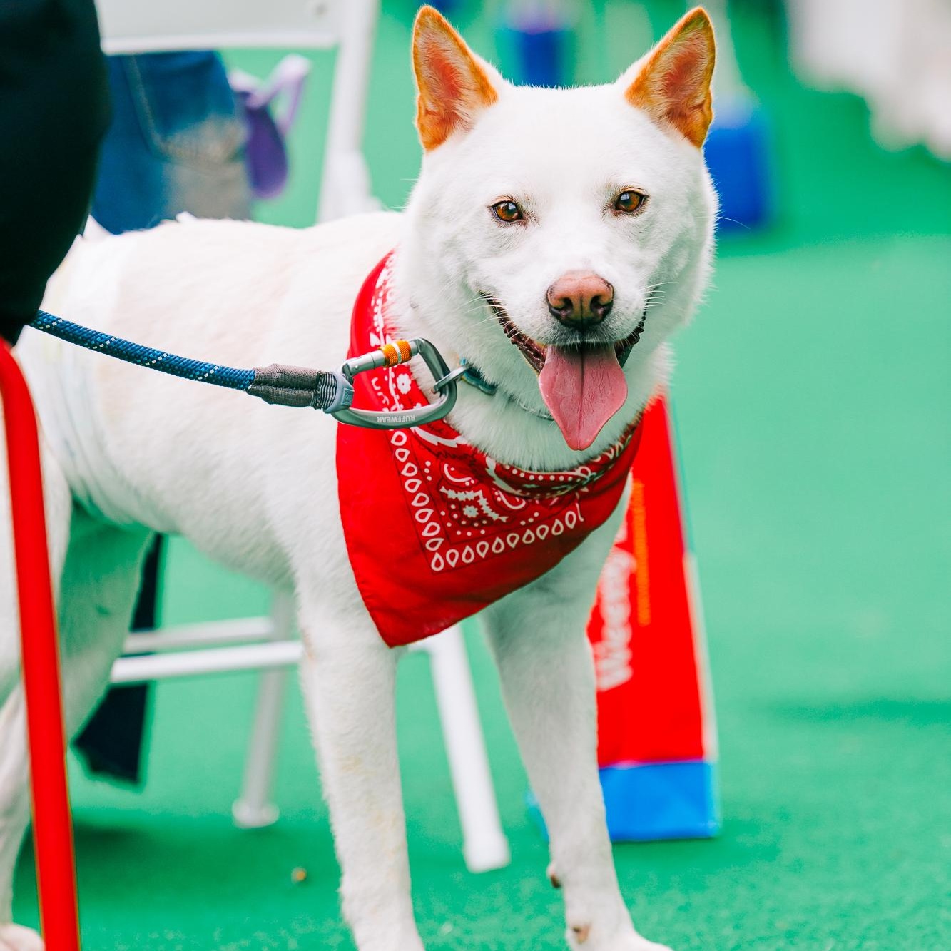LUCA, Adoptable, Young Male Jindo.
