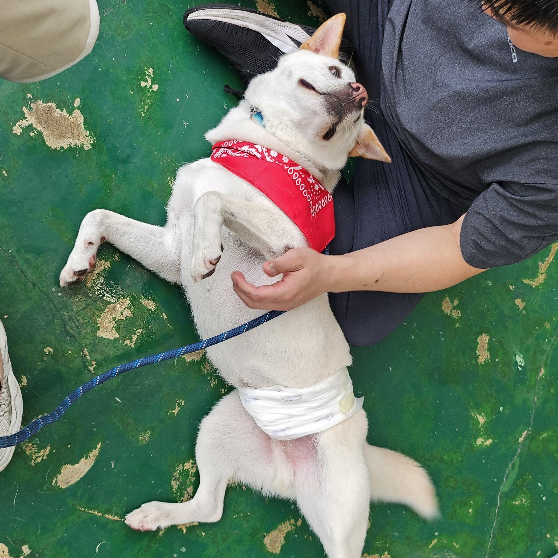 LUCA, a Adoptable mixed breed in Centreville, VA image 5/6