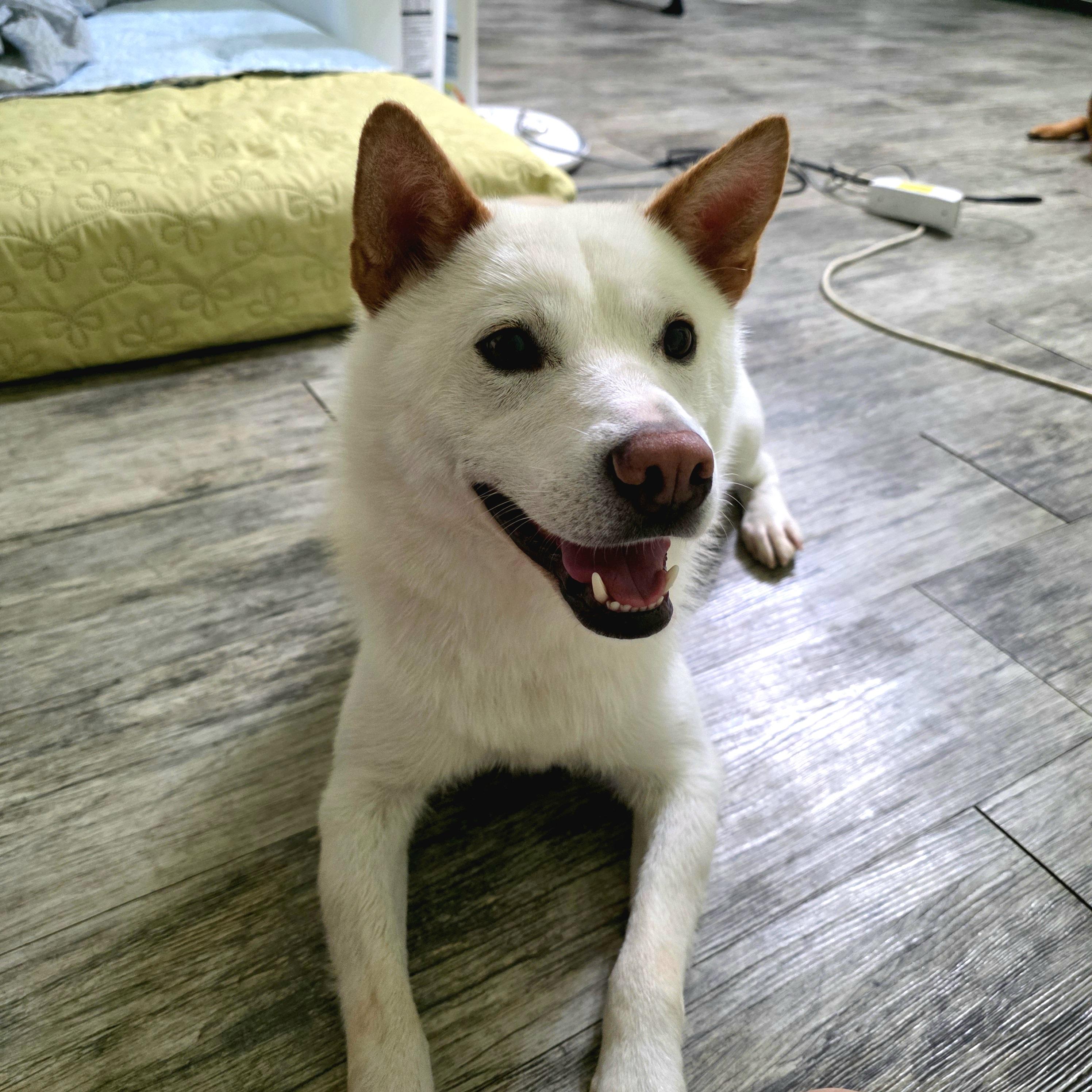LUCA, a Adoptable mixed breed in Centreville, VA image 4/6